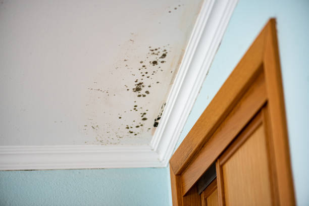 Best White Mold Remediation in Pleasant Grove, OH