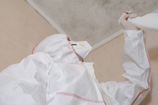 Best Post-Flood Mold Remediation in Pleasant Grove, OH